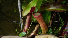 Nepenthes mirabilis