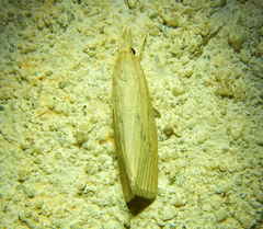 Calamotropha paludella