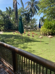 Phoenicopterus ruber