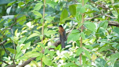 Hemixos castanonotus