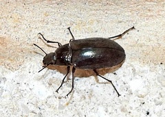 Bothrotes canaliculatus