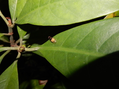 Minettia longipennis