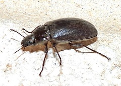 Bothrotes canaliculatus