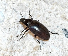 Bothrotes canaliculatus