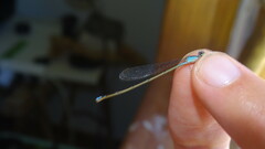 Ischnura fluviatilis