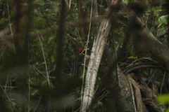 Campephilus guatemalensis