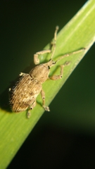 Phytoscaphus triangularis