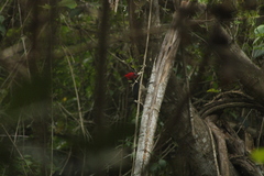 Campephilus guatemalensis