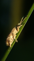 Phytoscaphus triangularis