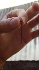 Ischnura fluviatilis