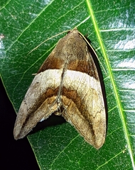 Poaphilini