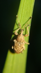 Phytoscaphus triangularis