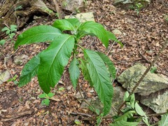 Solanum giganteum