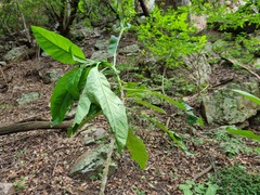 Solanum giganteum