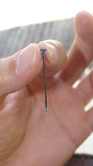 Ischnura fluviatilis