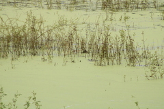 Tachybaptus dominicus