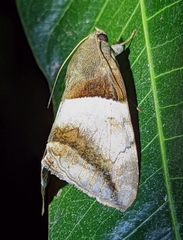 Poaphilini