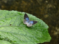 Theope foliorum