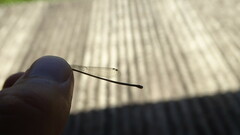 Ischnura fluviatilis