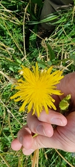 Sonchus arvensis