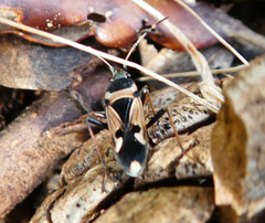 Raglius confusus