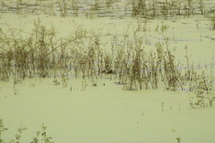 Tachybaptus dominicus