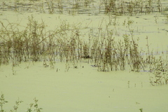 Tachybaptus dominicus