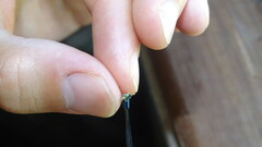 Ischnura fluviatilis