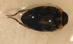 Nectoboreus aequinoctialis