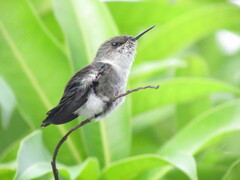 Mellisuga minima