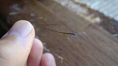 Ischnura fluviatilis