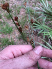 Rhynchospora fascicularis