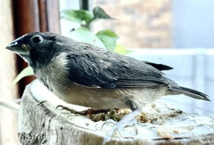 Spermestes cucullata