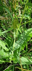 Sonchus arvensis