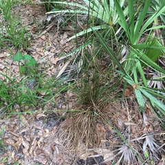 Rhynchospora fascicularis