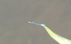 Pseudagrion