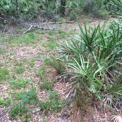 Rhynchospora fascicularis