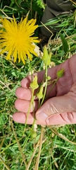 Sonchus arvensis