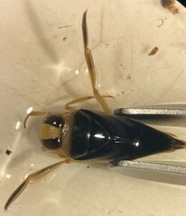 Notonecta unifasciata