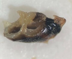 Notonecta unifasciata