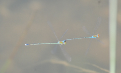 Pseudagrion rubriceps
