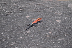 Psammophilus dorsalis