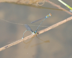 Pseudagrion rubriceps