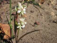Disperis circumflexa