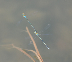 Pseudagrion rubriceps