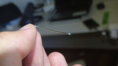 Ischnura fluviatilis