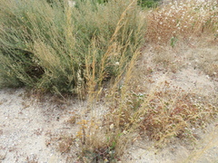 Austrostipa nitida
