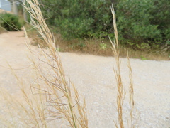 Austrostipa nitida