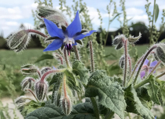 Borago officinalis