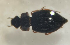 Ochthebius apache